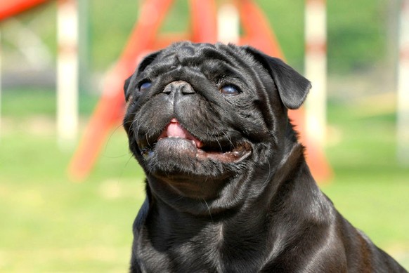 Dog, Pug Adult Male Black Carlin. Carlin Male (Photo by BSIP/Universal Images Group via Getty Images)
