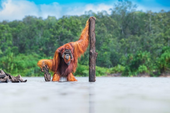 Orang-outan de Bornéo, à... Bornéo.