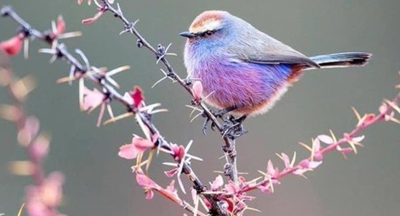 cute news tier purpurhähnchen

https://www.instagram.com/p/DR70AmhDIZk/