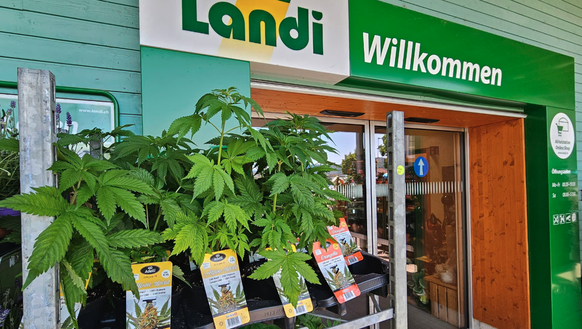 Landi vend des plants de chanvre CBD pour repousser les moustiques