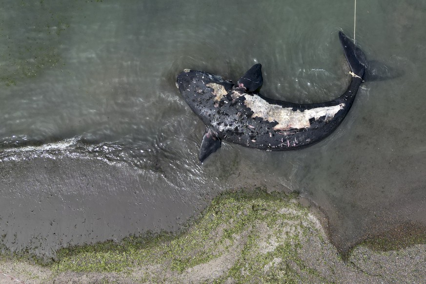 A dead whale floats on the shore near Puerto Madryn, Argentina, Tuesday, Oct. 4, 2022. Argentine scientists are determining the reason for at least 13 whales dying in the area in the past few days. (A ...