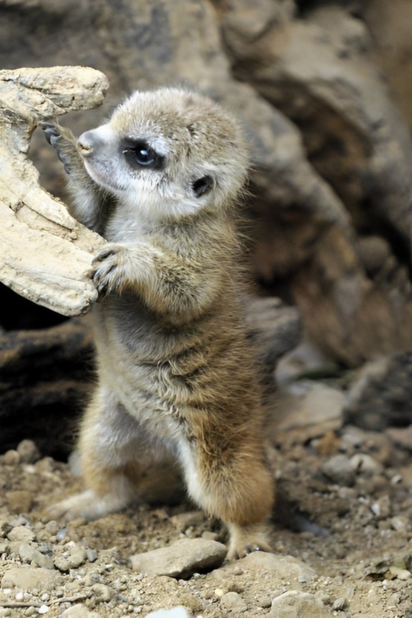 cute news tier meerkat erdmännchen

https://imgur.com/t/aww/In7o3Yo