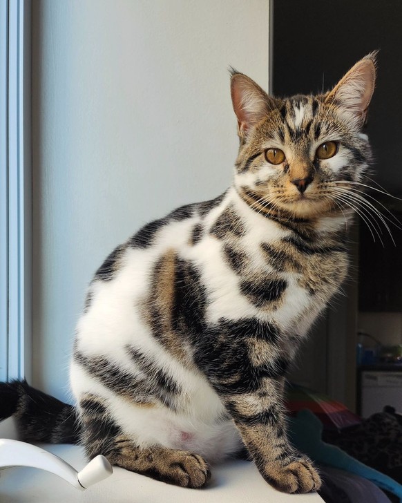 cute news tier katze

https://www.instagram.com/p/C9fv7zYOJJM/?img_index=1
