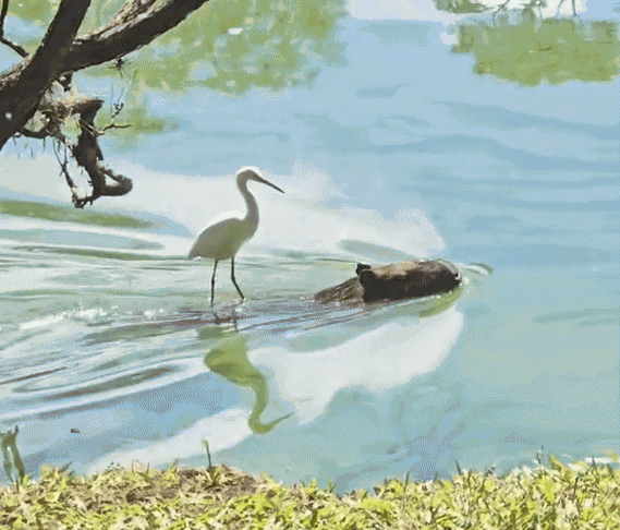 GIF animé