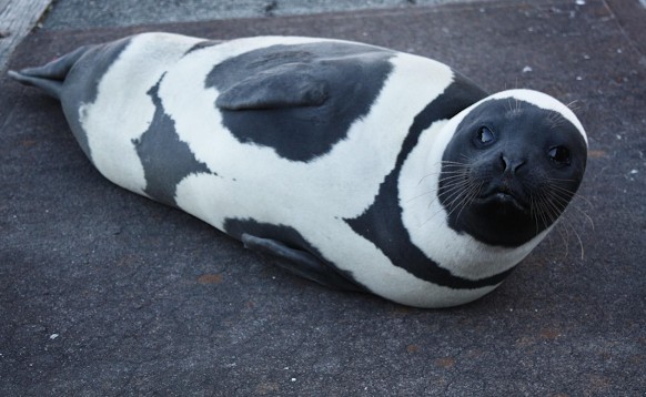 cute news tier bandrobbe

https://www.reddit.com/media?url=https%3A%2F%2Fi.redd.it%2Fhnkh116gr5wa1.png