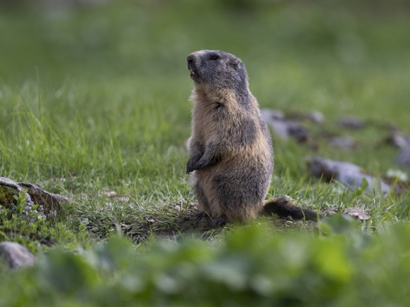 Dans la vall�e de la Dischma, les marmottes vivent aujourd'hui en moyenne 86 m�tres plus haut qu'en 1982, mais restent en dessous de la limite sup�rieure connue de 2700 m. (photo d'arch ...