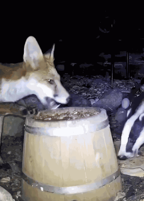 GIF animé