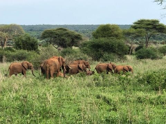 cute news animal tier elefant

https://www.reddit.com/r/Elephants/comments/sv80h6/elephants_i_photographed_in_africa_living_natural/