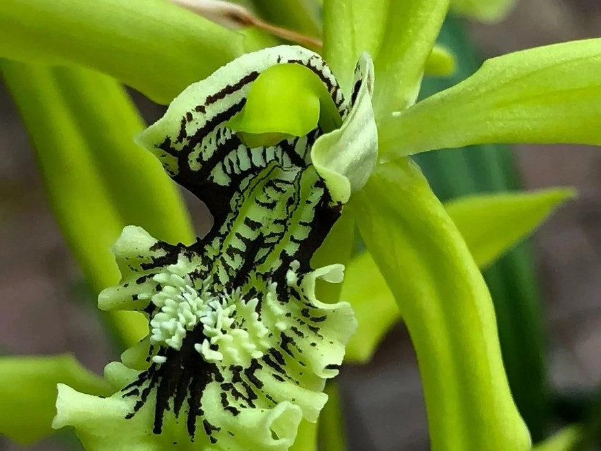 Une orchidée verte.