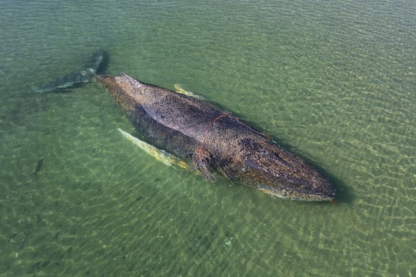 epa12850543 A handout photo made available by the non-profit marine conservation organization Sea Shepherd shows a beached whale lying in the waters of the Baltic Sea near Niendorf harbor in Timmendor ...