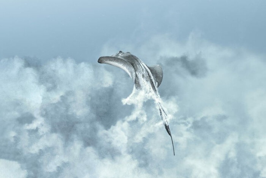 2025 Ocean Photographer Of The Year Awards