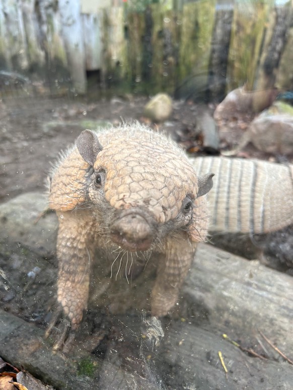 cute news tier armadillo gürteltier

https://www.reddit.com/r/Armadillo/comments/185vbut/_/