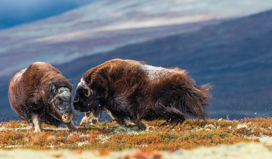 Wildlife Photographer of the Year People’s Choice Award, Moschusochsen