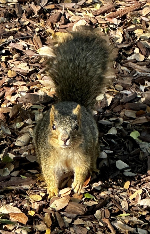 cute news tier eichhörnchen

https://www.reddit.com/r/squirrels/comments/ywbci7/scouting/