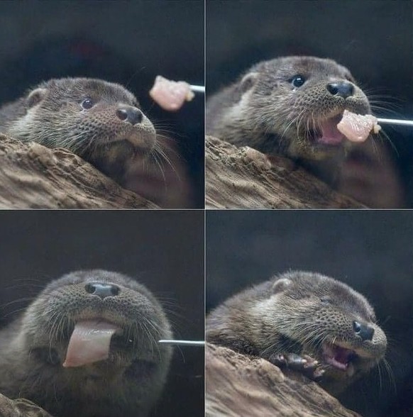 cute news tier otter

https://www.instagram.com/p/DEVGnL8udoq/