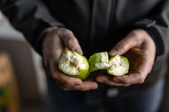 Au centre de mûrissage de bananes de Coop à Kaiseraugst (AG), les bananes arrivent toutes vertes et dures.