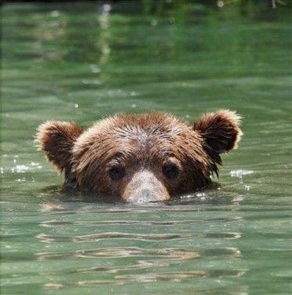 cute news tier bär

https://ch.pinterest.com/pin/112801165661443822/