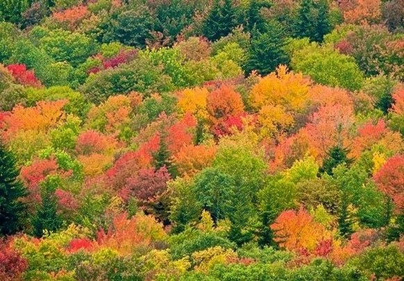 Coucou, la forêt touffue de Virginie!