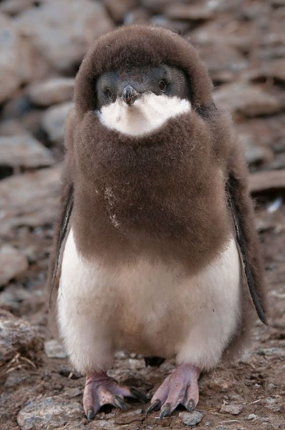 cute news tier pinguin

https://ch.pinterest.com/pin/104708760081494400/