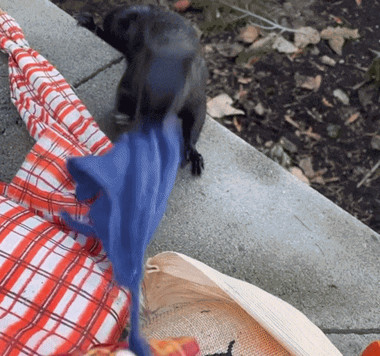 GIF animé