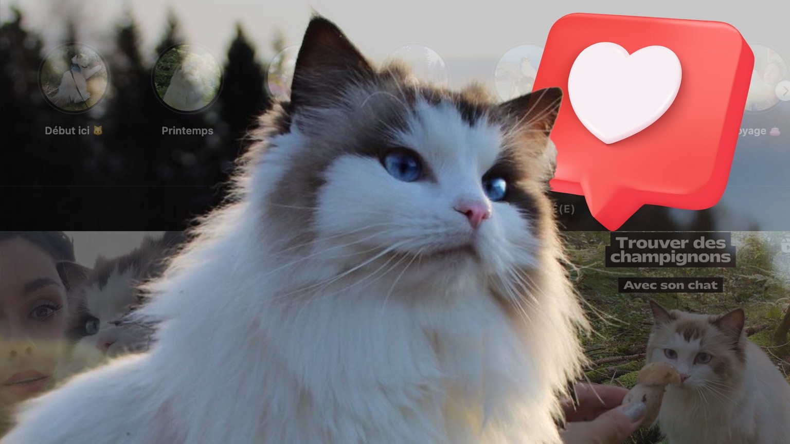 L, dit le «Lavaux Cat», un chat bien dans ses pattes qui cumule pas loin de 10 000 abonnés sur Instagram.