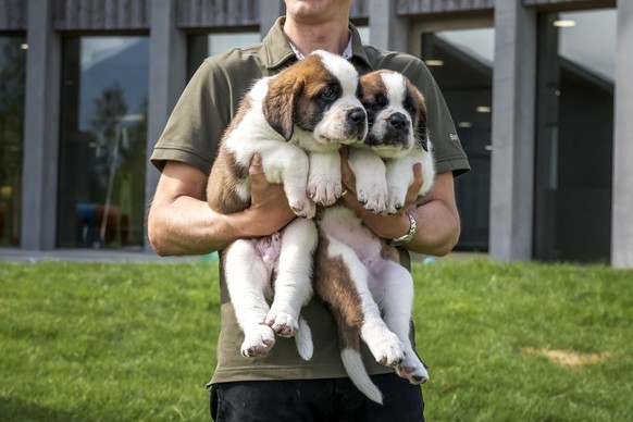 Head of the breeding program Manuel Gaillard holds two puppies of the Saint Bernard dog breed during a press visit ahead of the inauguration of the Barryland museum and parc in Martigny, in the Swiss  ...