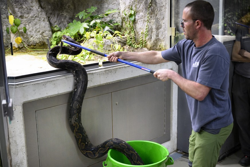 Le soigneur animalier David Guerra place le serpent python reticule femelle dans son nouveau terrarium lors du demenagement des deux pythons reticules et de trois Axolotls dans leurs nouveaux espaces ...