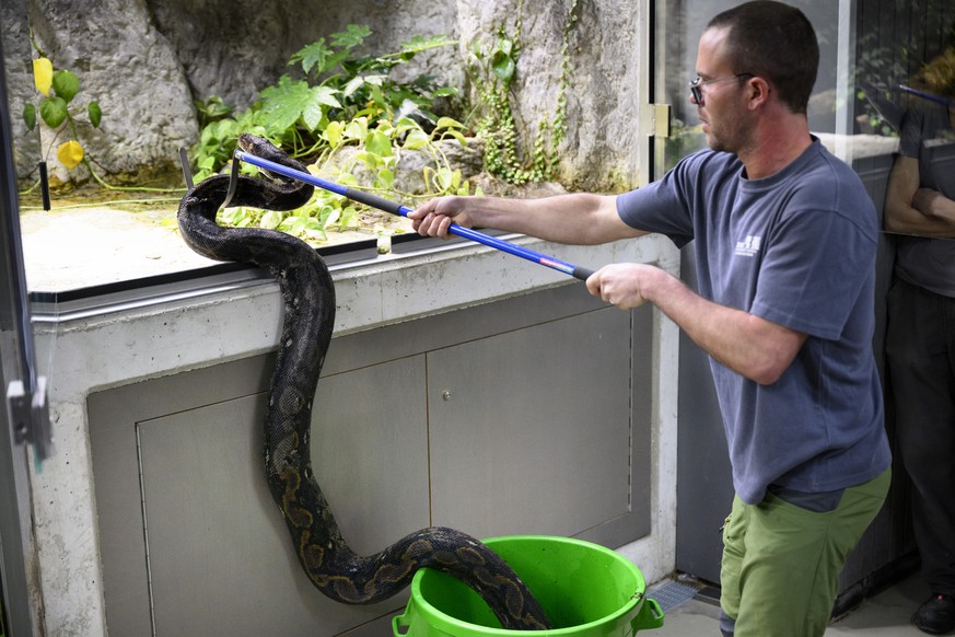 Le soigneur animalier David Guerra place le serpent python reticule femelle dans son nouveau terrarium lors du demenagement des deux pythons reticules et de trois Axolotls dans leurs nouveaux espaces  ...