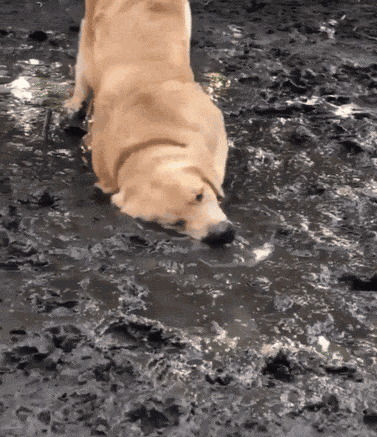 GIF animé