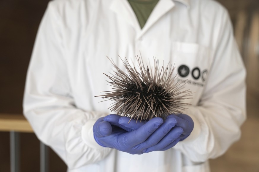Dr. Omri Bronstein holds a sea urchin specimen of the long-spined Diadema setosum, found in the Mediterranean, at the Steinhardt Museum of Natural History of Tel Aviv University in Tel Aviv, Israel, W ...