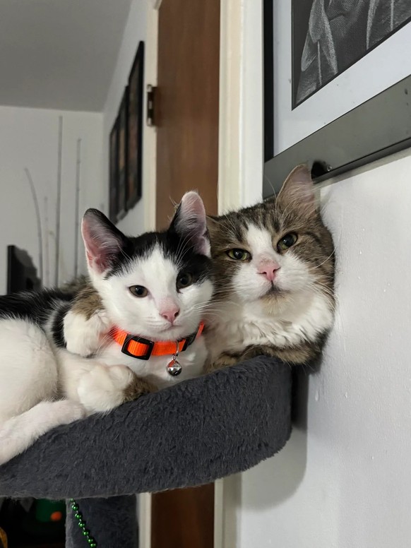 cute news tier katze

https://www.reddit.com/r/cats/comments/1kpq8wg/i_got_my_cat_a_little_kitten_so_that_he_wouldnt/