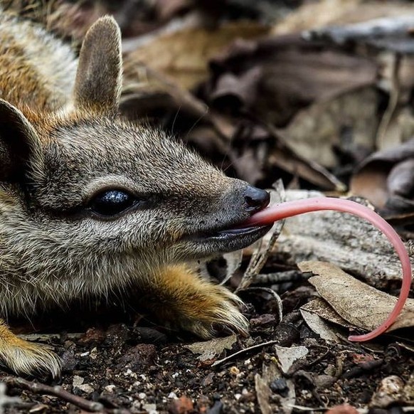 cute news tier numbat

https://ch.pinterest.com/pin/910501249658387026/