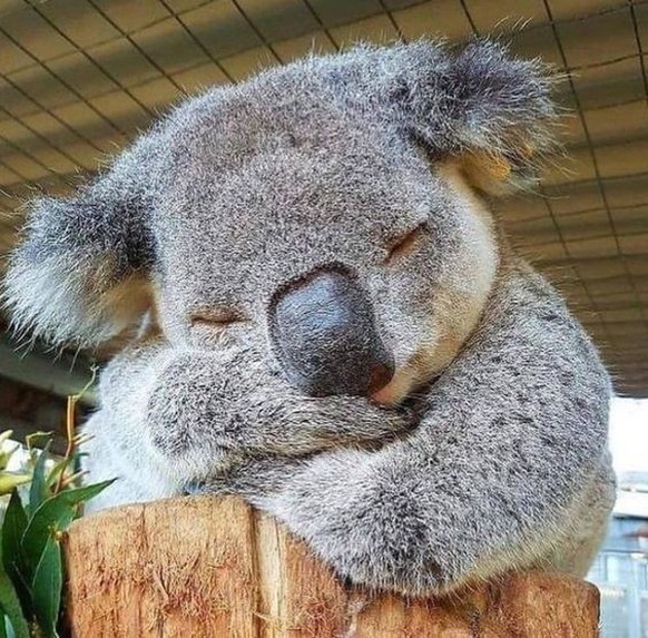 cute news tier koala

https://www.pinterest.ch/pin/662169951489478729/