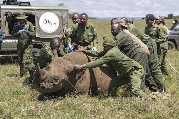 Kenya Wildlife Services veterinarians and rangers rush to restrain and aid a sedated female black Rhinoceros that has been selected for translocation to the Segera Rhino Sanctuary from the Lake Nakuru ...