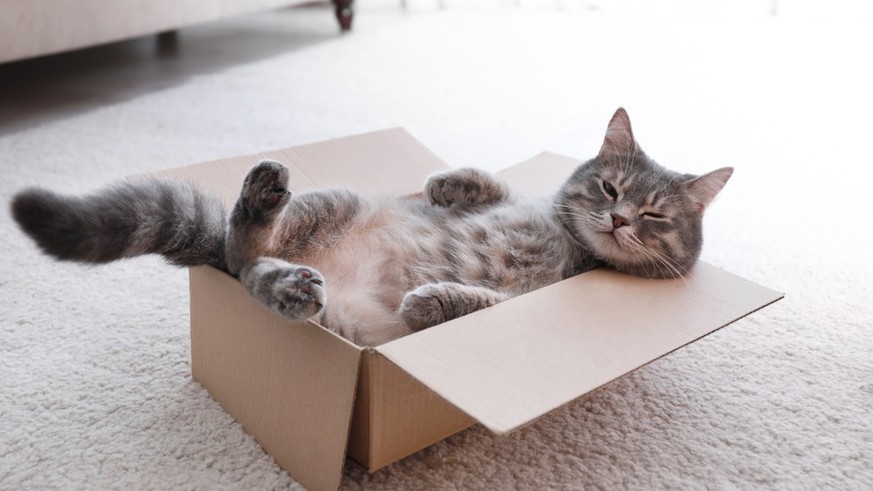 Katze in einer Kartonbox.