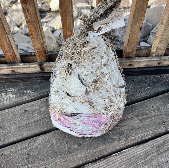 Une dinde s'est échouée sur une plage populaire près de Salt Lake City plus tôt cette semaine.
