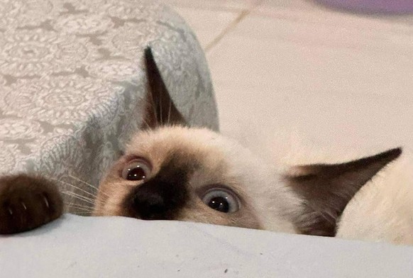 cute news tier katze

https://www.reddit.com/r/CatsBeingCats/comments/1ftthhb/peekaboo/