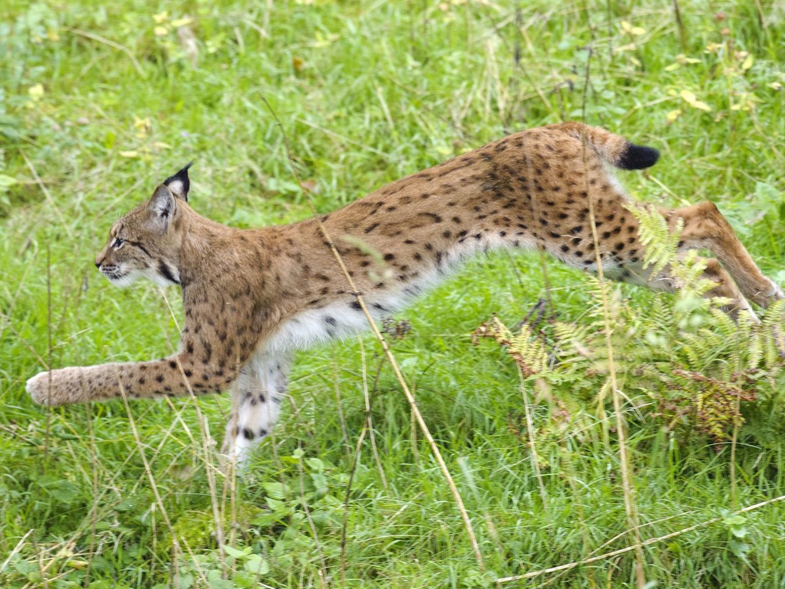 Le jeune lynx Felix est photographie lors de sa presentation tres furtive, moins de 10 sec, a la presse ce jeudi 15 septembre 2011 au Juraparc de Vallorbe, Vaud. Felix, un male lynx age de 2 ans et de ...