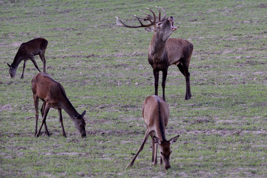 epa09490816 A red deer (Cervus elaphus) stag bellows next to grazing hinds during mating season on a meadow of SEFAG Forestry Management and Wood Industry Corp. near Barcs, Hungary, 24 September 2021  ...
