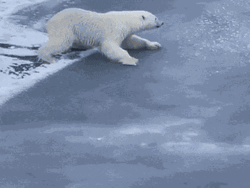 GIF animé