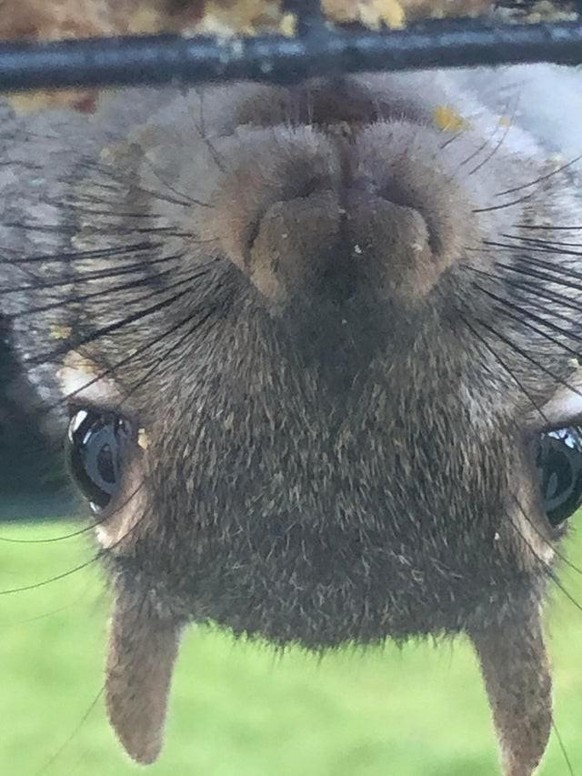 cute news animal tier eichhörnchen squirrel

https://www.reddit.com/r/squirrels/comments/snlees/mr_thief/