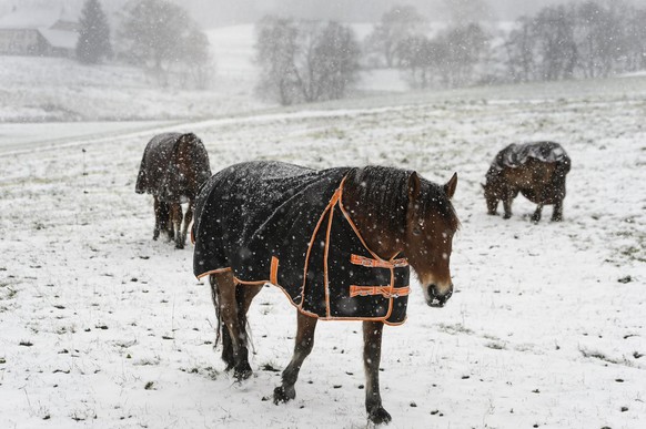 Le cheval aussi a besoin de sortir avec les potes.