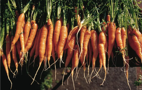 carottes