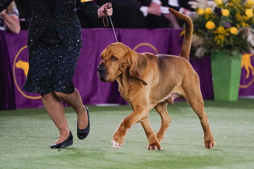 Trumpet, 4 ans, le gagnant du Westminster Dog Show.