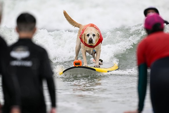 LES CHAMPIONNATS DU MONDE DE SURF CANIN en Californie