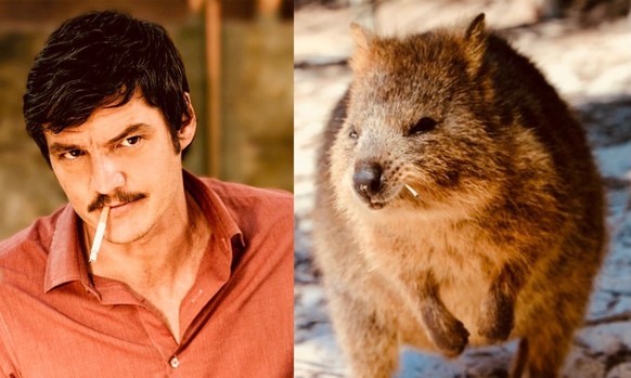 pedro pascal als quokka

https://twitter.com/Pandamoanimum/status/1687031904015458304