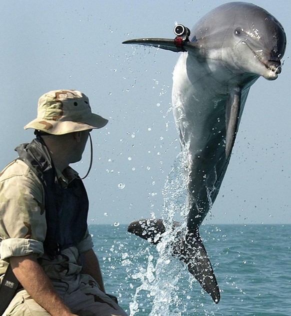 Le dauphin K-Dog lors d'un entraînement près de l'USS Gunston Hall dans le Golfe Persique, en 2003.