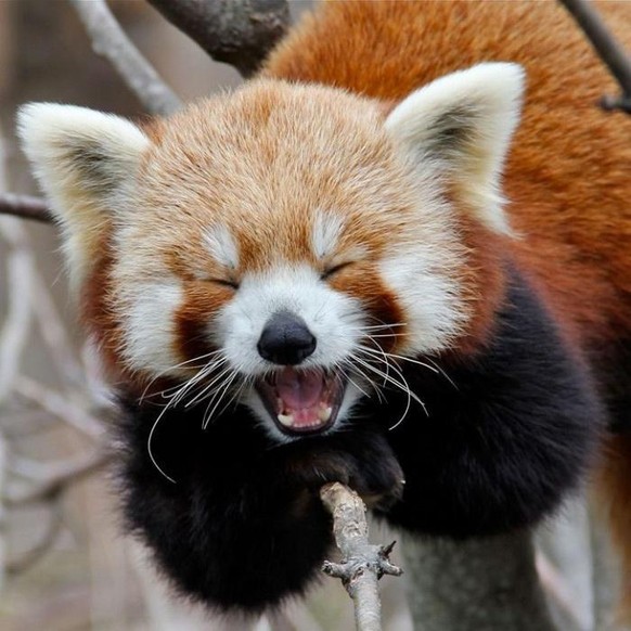 cute news animal roter panda tier

https://imgur.com/t/aww/Ly2CFSB
