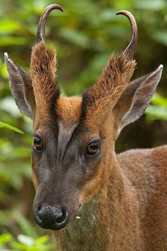 muntjak
muntjac deer

https://www.reddit.com/r/NatureIsFuckingLit/comments/fvilax/muntjac_deer/