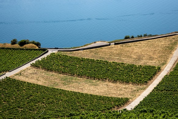 Une parcelle de vigne du vigneron Fabien Vallelian, souffre de la chaleur et du manque d'eau en sol dans le vignoble en terrasses de Lavaux le mercredi 8 juillet 2026 a Saint-Saphorin. (KEYSTONE/ ...